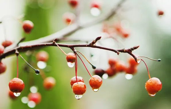 Wet, macro, berries, rain, branch, cherry