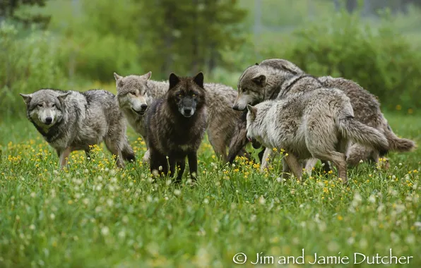 Picture nature, predator, animal, wolf, wildlife, portrait, portrait., Canis lupus. face