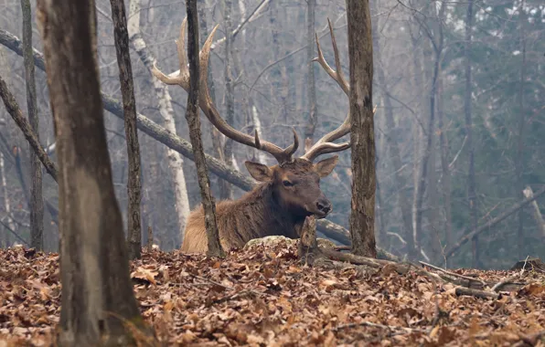 Autumn, nature, deer