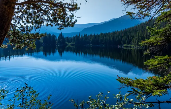 Wallpaper lake, water, trees