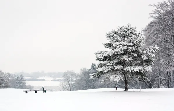 Winter, landscape, Park