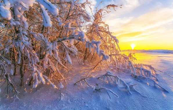 Winter, snow, trees, nature, dawn, Paul Sahaidak