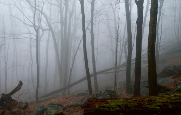 Picture forest, trees, nature, fog, stones, USA, USA, New Jersey