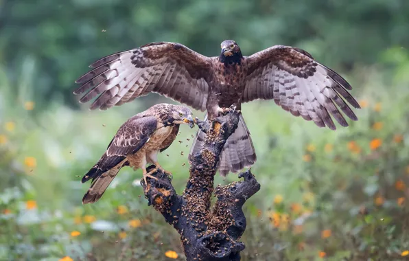 Look, flowers, birds, insects, nature, pose, glade, two
