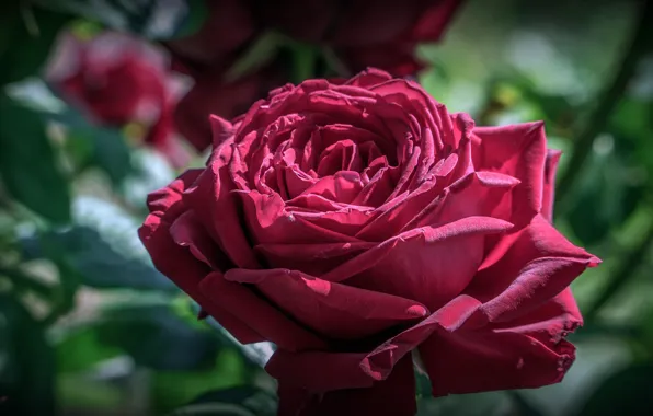 Flower, leaves, macro, light, rose, petals, Bud, red