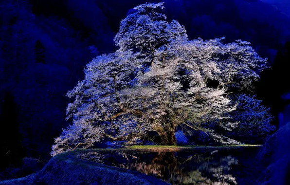 Picture background, tree, Sakura, flowering