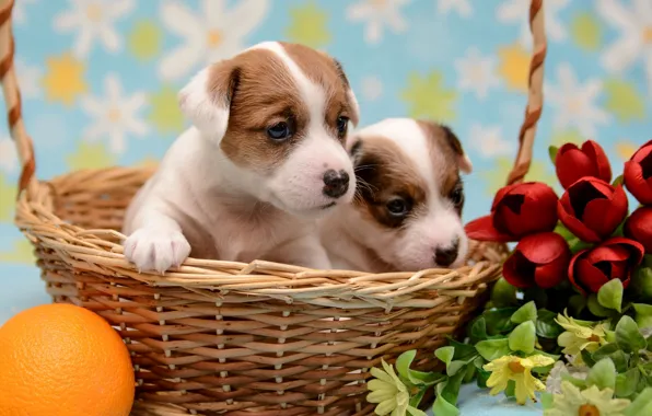 Flowers, basket, orange, puppies