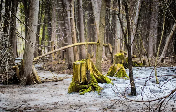Picture forest, nature, stump