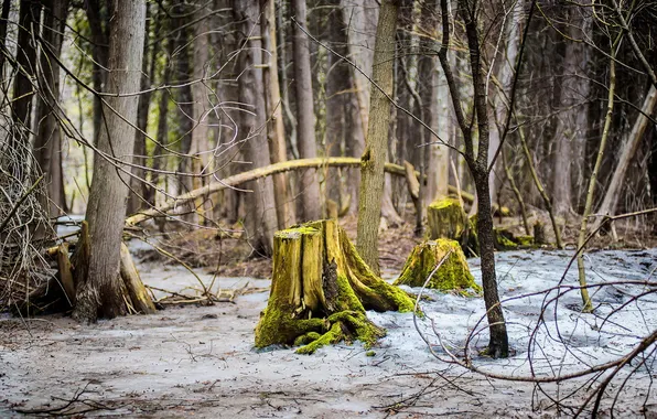 Forest, nature, stump