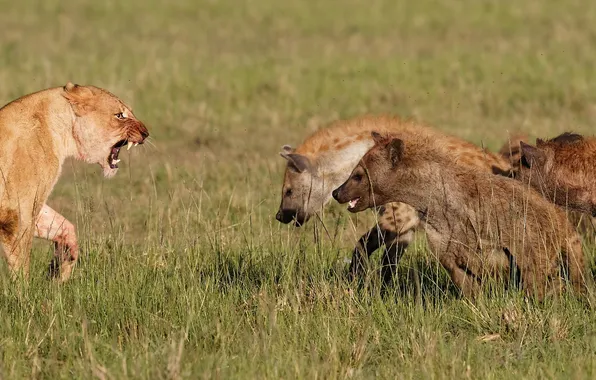 Cat, grass, mouth, grin, profile, hyena, lioness