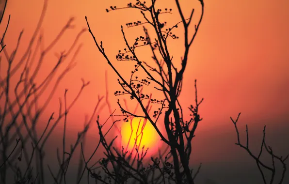 Picture the sky, the sun, sunset, plant, silhouette