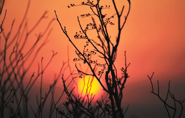 The sky, the sun, sunset, plant, silhouette