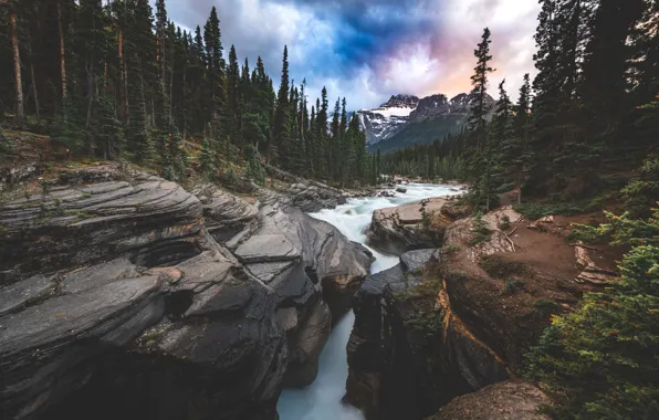 Picture cloud, plant, yoho National Park in canada, bow river trail, banff National Park