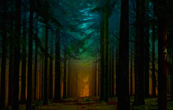 Picture Orange, Beautiful, Blue, Fantastic, Sunrise, Forest, Ligth, Beam