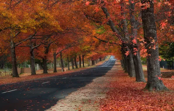 Autumn, the city, street