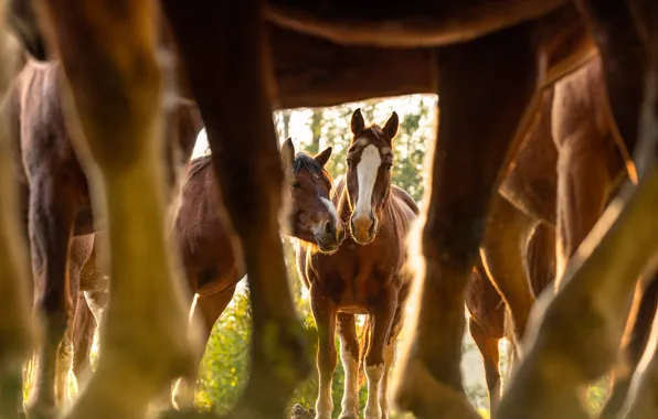 Horses, horse, a lot, muzzle, hooves, the herd, bokeh, look out