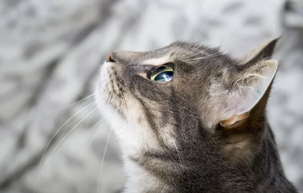 Eyes, cat, look, face, background