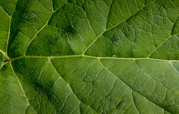 Picture green, pattern, leaf, large