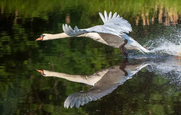 White, water, squirt, pose, reflection, bird, wings, Swan