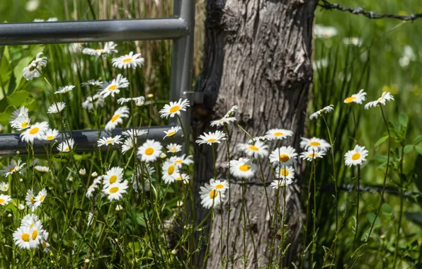 Summer, the fence, chamomile