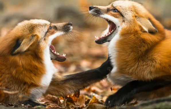 Look, the game, two, paws, fight, mouth, Fox, pair