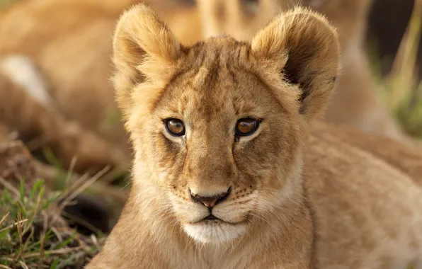 Picture look, portrait, cub, lion