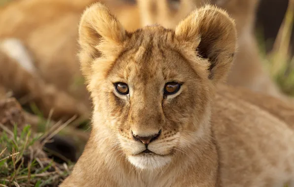 Look, portrait, cub, lion