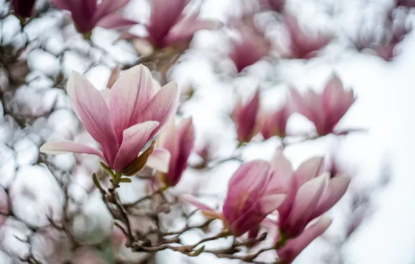 Picture flowers, branches, background, blur, spring, buds, flowering, bokeh