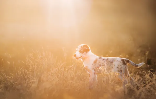 Field, rays, light, dog, puppy, Wallpaper from lolita777, Aussie
