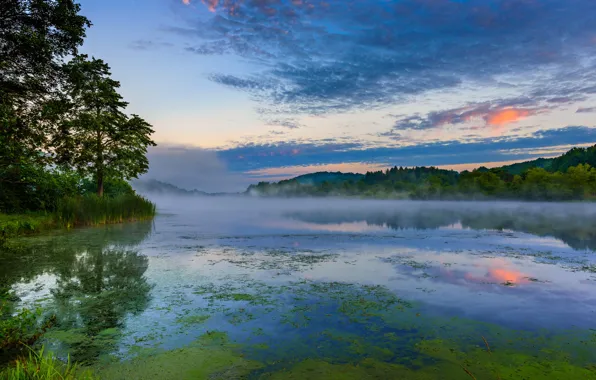 Forest, summer, lake