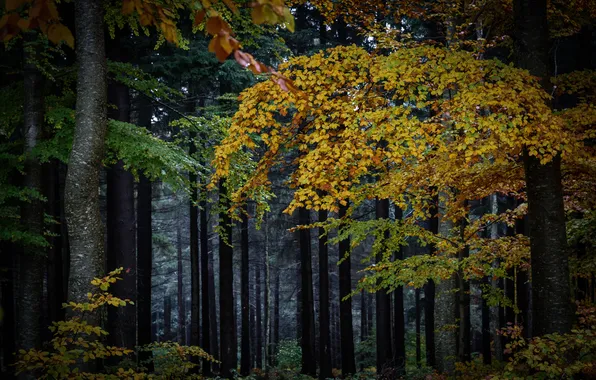 Picture autumn, forest, nature, tree