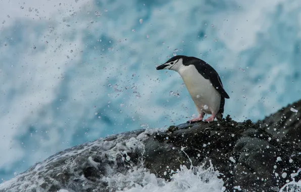 Sea, water, squirt, bird, stone, penguin