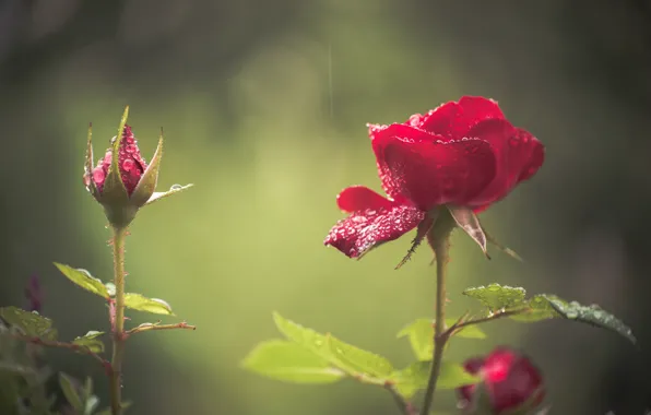 Drops, roses, buds