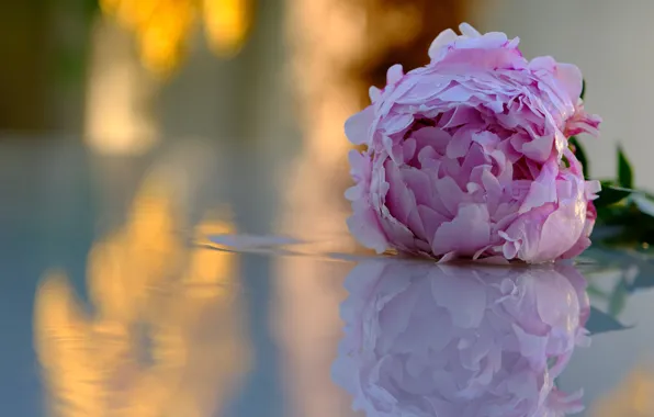 Flower, reflection, table, pink, bokeh, peony
