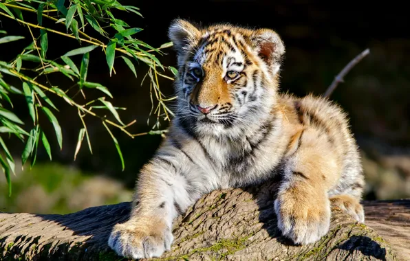Picture branches, tiger, cub, kitty, The Amur tiger, tiger