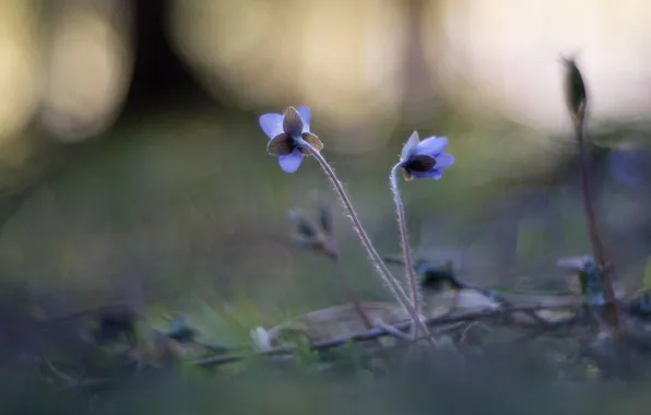 Flowers, nature, Hepatica