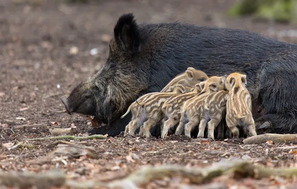 Nature, background, boar