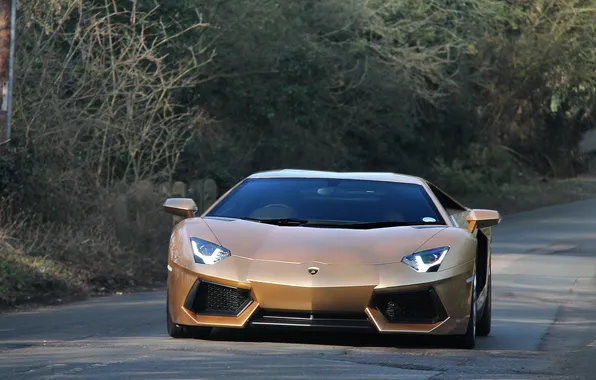 Road, trees, Lamborghini, gold, gold, front view, LP700-4, Aventador