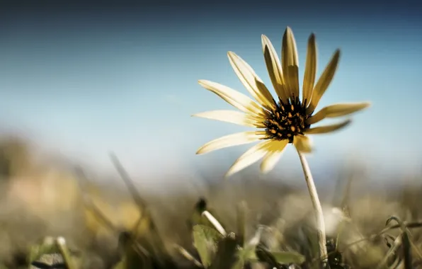 Flower, summer, grass, petals