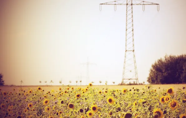 Field, summer, sunflowers, wire