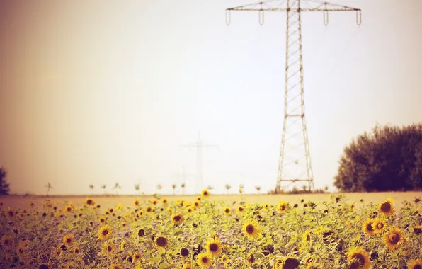 Picture field, summer, sunflowers, wire