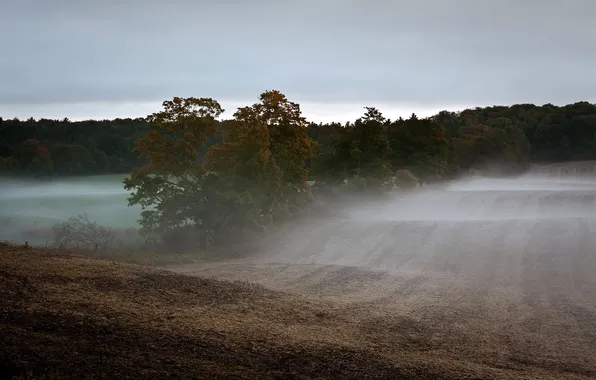 Field, landscape, fog