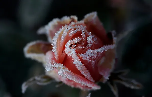 Picture frost, Rose, frost