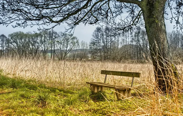 Picture landscape, nature, tree, bench