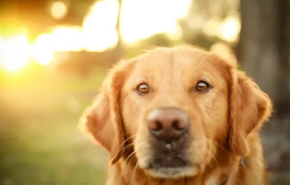 Picture look, dog, Retriever