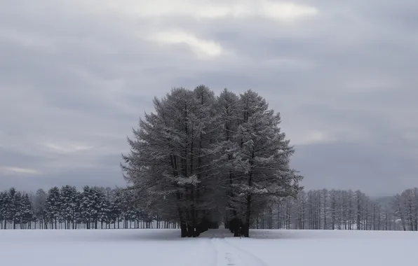 Winter, forest, the sky, snow, trees, clouds, grey, glade
