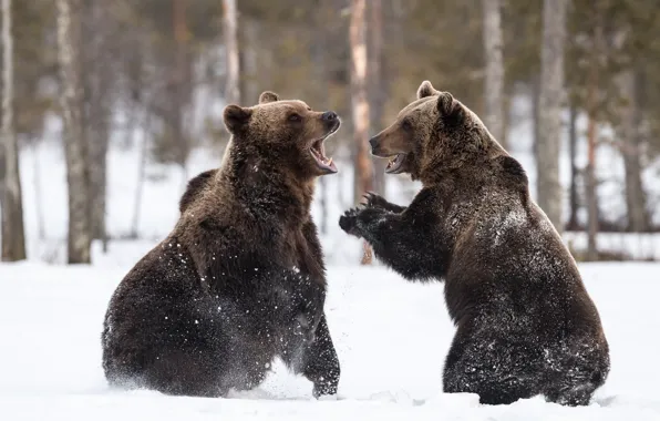 Bear, snow, playing
