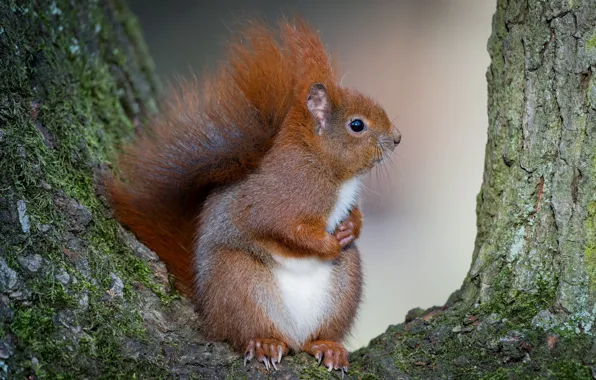 Tree, protein, red, squirrel