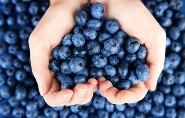 Berries, blueberries, fresh, blueberry, berries