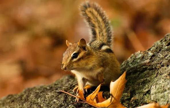 Autumn, leaves, pose, tree, muzzle, tail, Chipmunk, bark